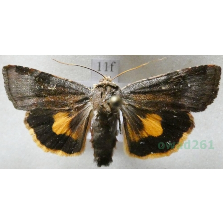 Noctua janthina Denis & Schiffermüller, 1775 Rolnica przepaska Czech11f